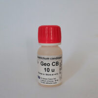 Geotrichum Candidum